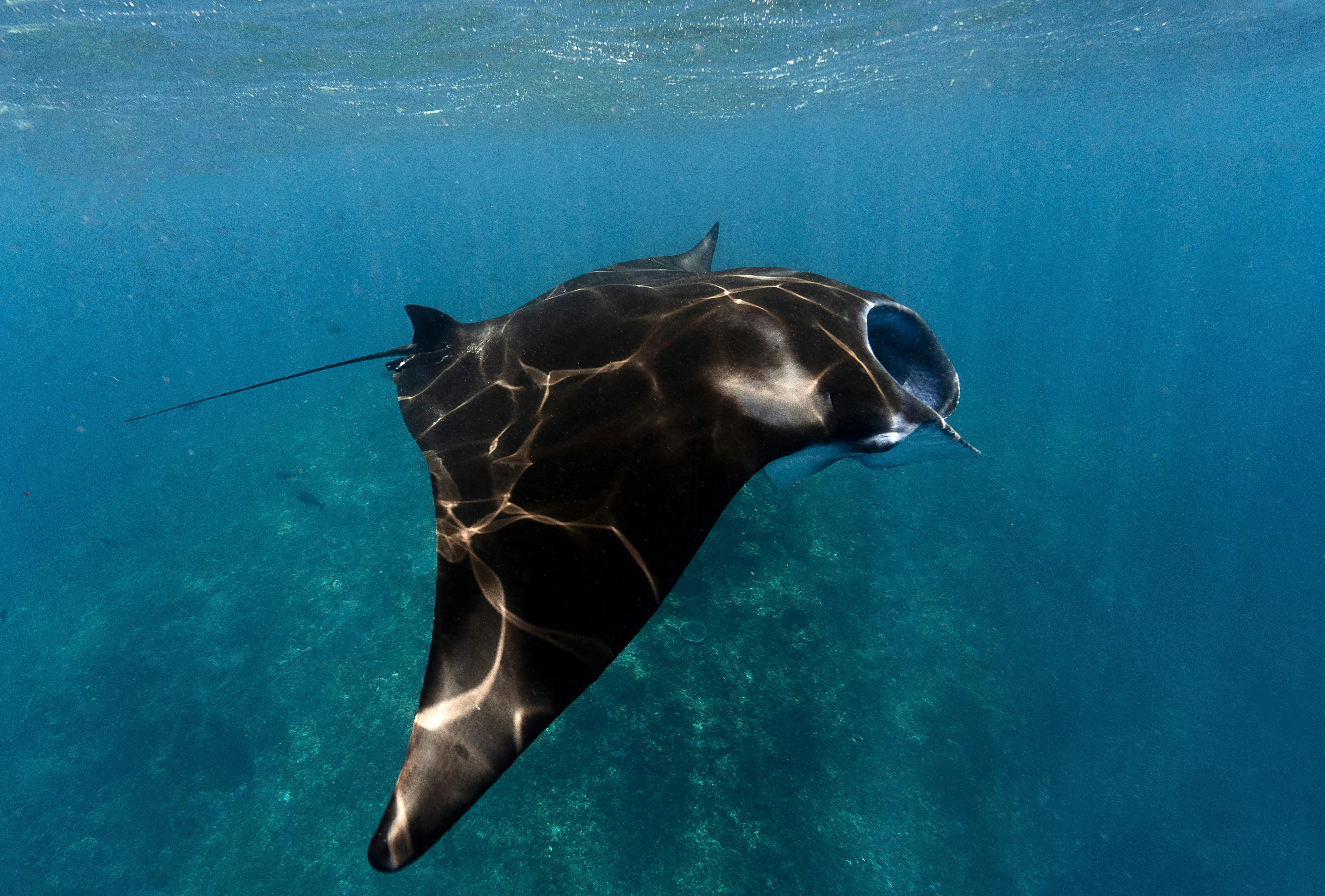Manta ray gliding in clear water